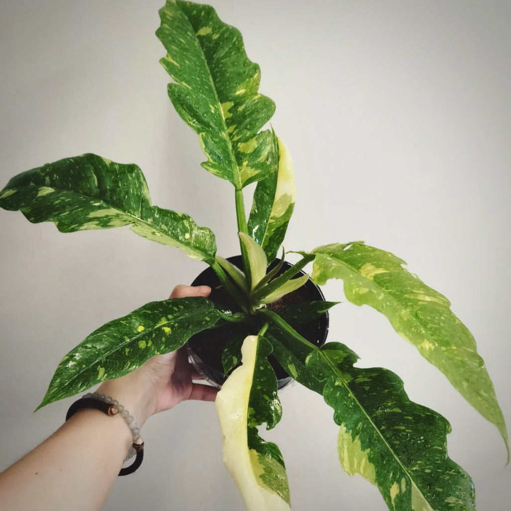 ondergeschikt perspectief Rot Philodendron Ring Of Fire Variegata For Sale | Philodendron Seeds –  AROIDPLANT