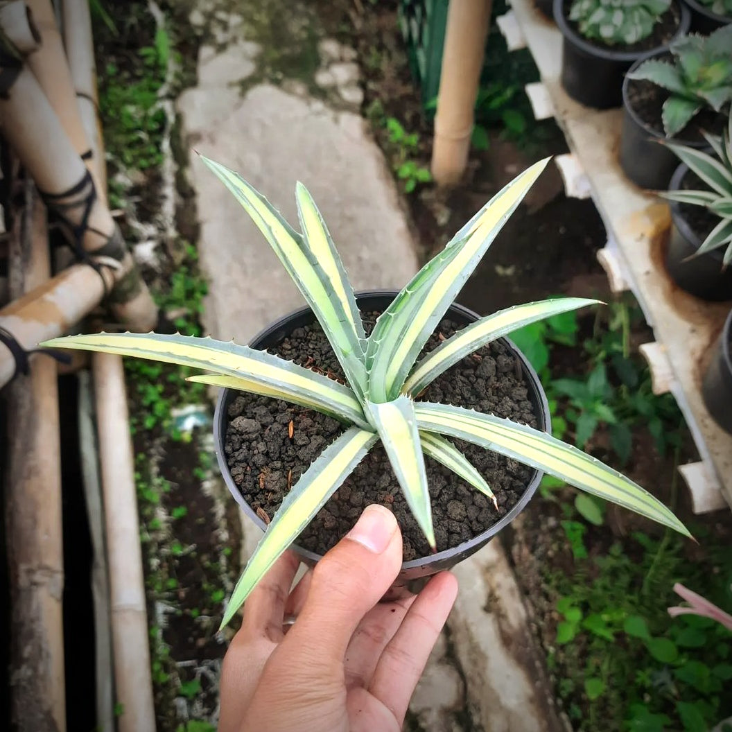 Agave Macroacantha Variegated For Sale | Agave Macroacantha Variegated Seeds