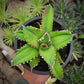 Agave Titanota Solar Green For Sale | Agave Titanota Solar Green Seeds