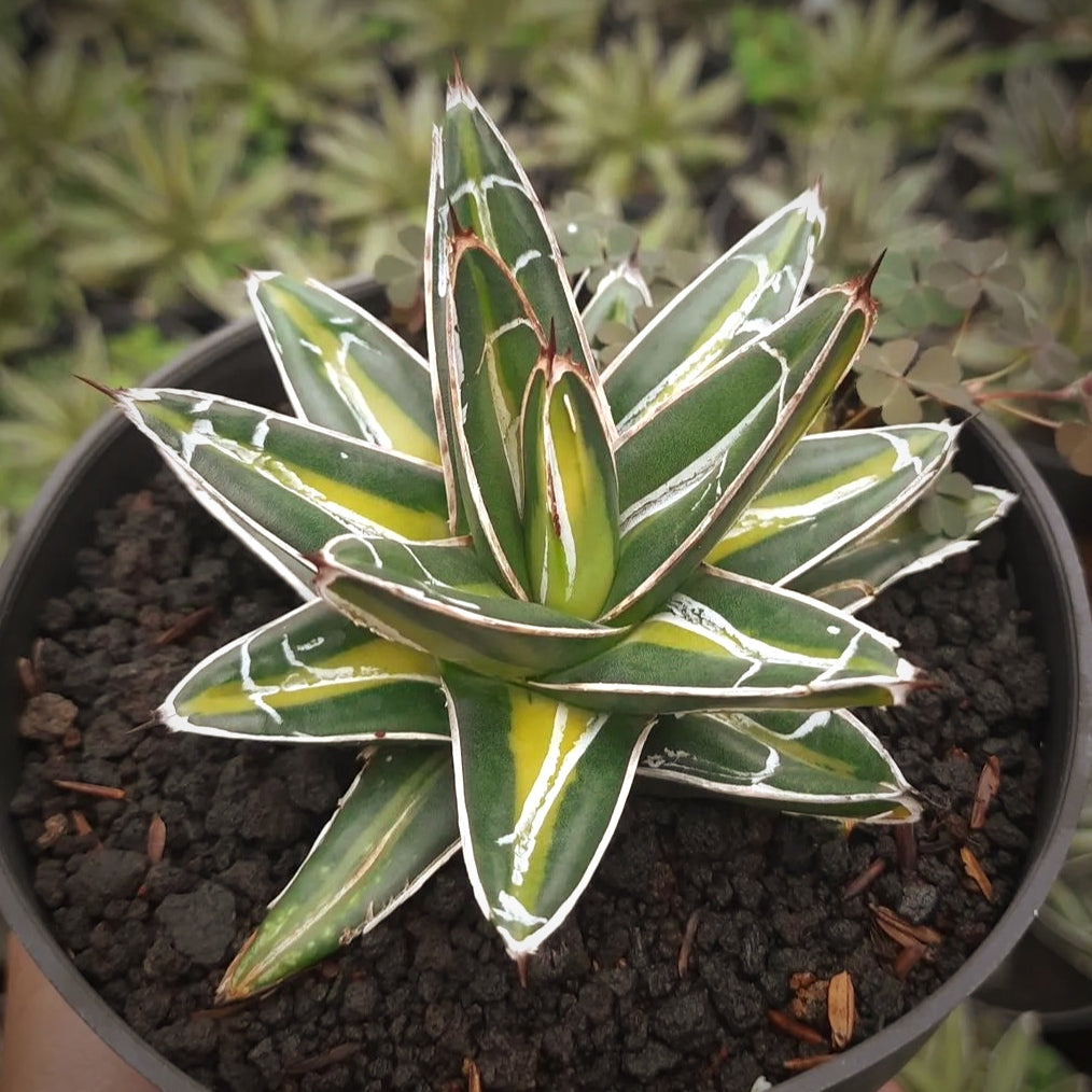 Agave Victoria Giant For Sale | Agave Victoria Giant Seeds
