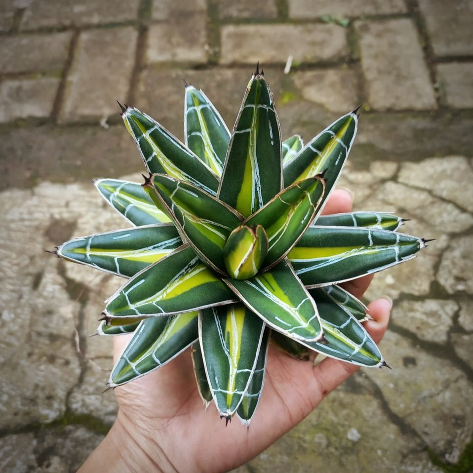 Agave Victoria Giant For Sale | Agave Victoria Giant Seeds