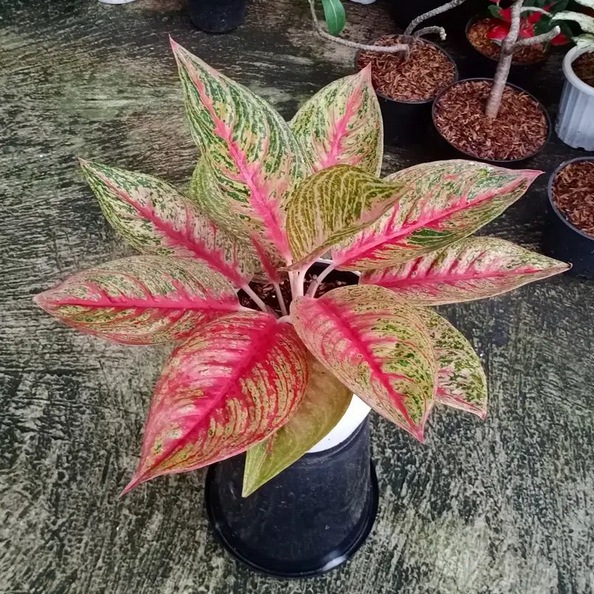 Aglaonema Red Legacy For Sale | Aglaonema Red Legacy Seeds