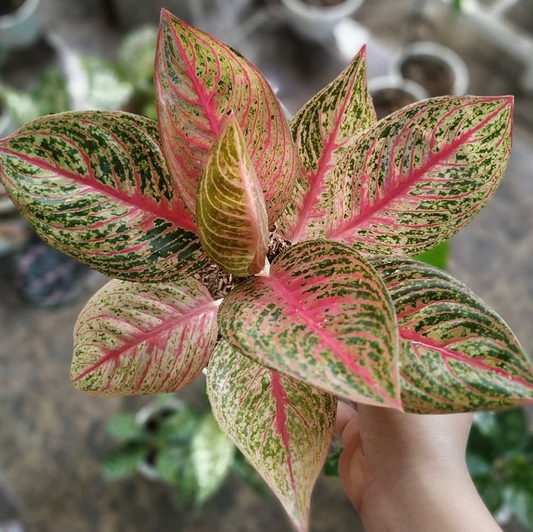 Aglaonema Red Legacy For Sale | Aglaonema Red Legacy Seeds