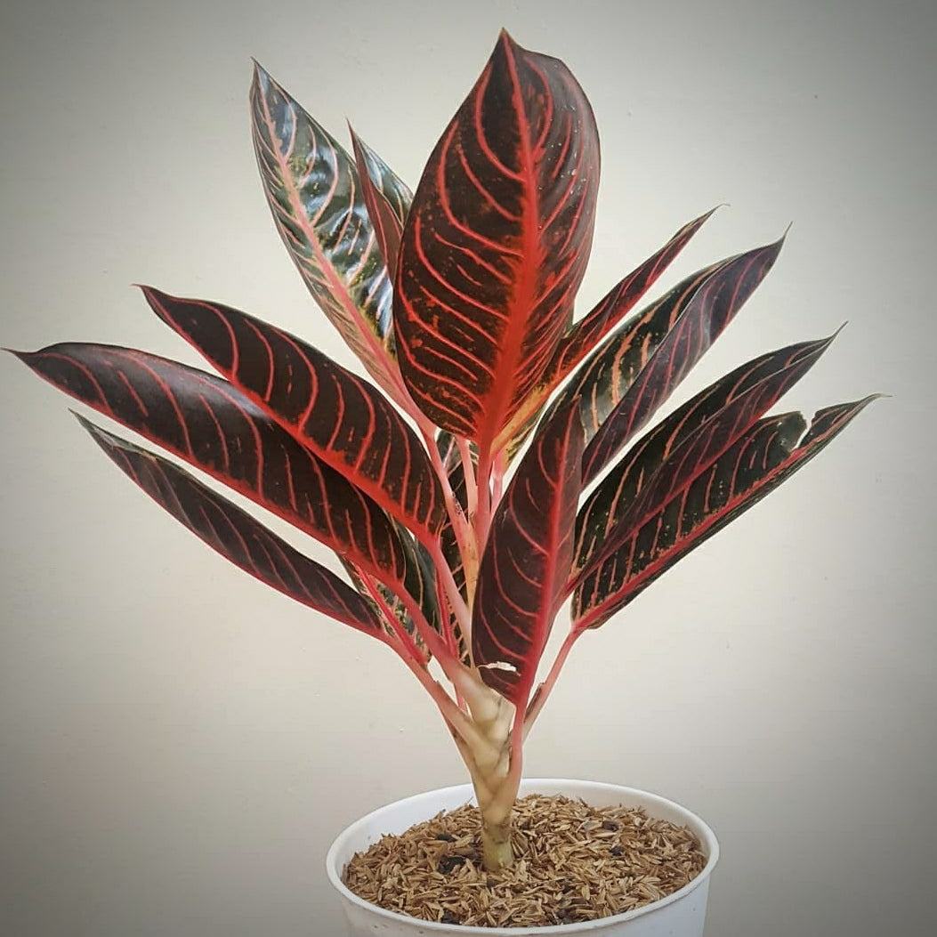 Aglaonema Red Sumatera For Sale | Aglaonema Red Sumatera Seeds