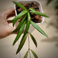 Hoya Acicularis For Sale | Hoya Acicularis Seeds