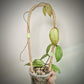 Hoya Camphorifolia For Sale | Hoya Camphorifolia Seeds