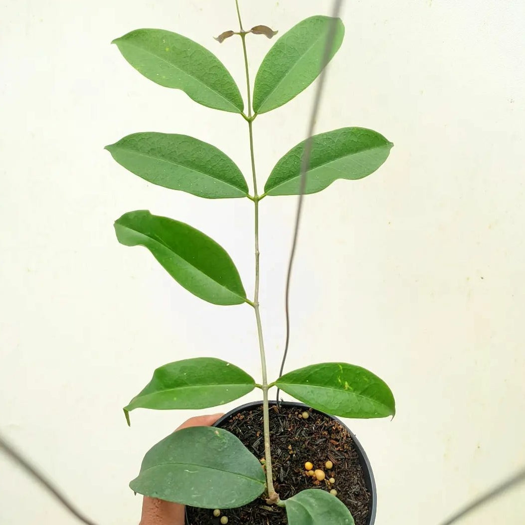 Hoya Evelinae For Sale | Hoya Evelinae Seeds