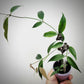 Hoya Exilis For Sale | Hoya Exilis Seeds