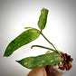 Hoya Pandurata Vietnam For Sale | Hoya Pandurata Vietnam Seeds