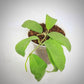 Hoya Pimenteliana For Sale | Hoya Pimenteliana Seeds
