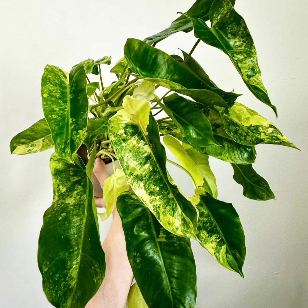 Philodendron Burle Marx Variegated For Sale | Philodendron Burle Marx Variegated Seeds