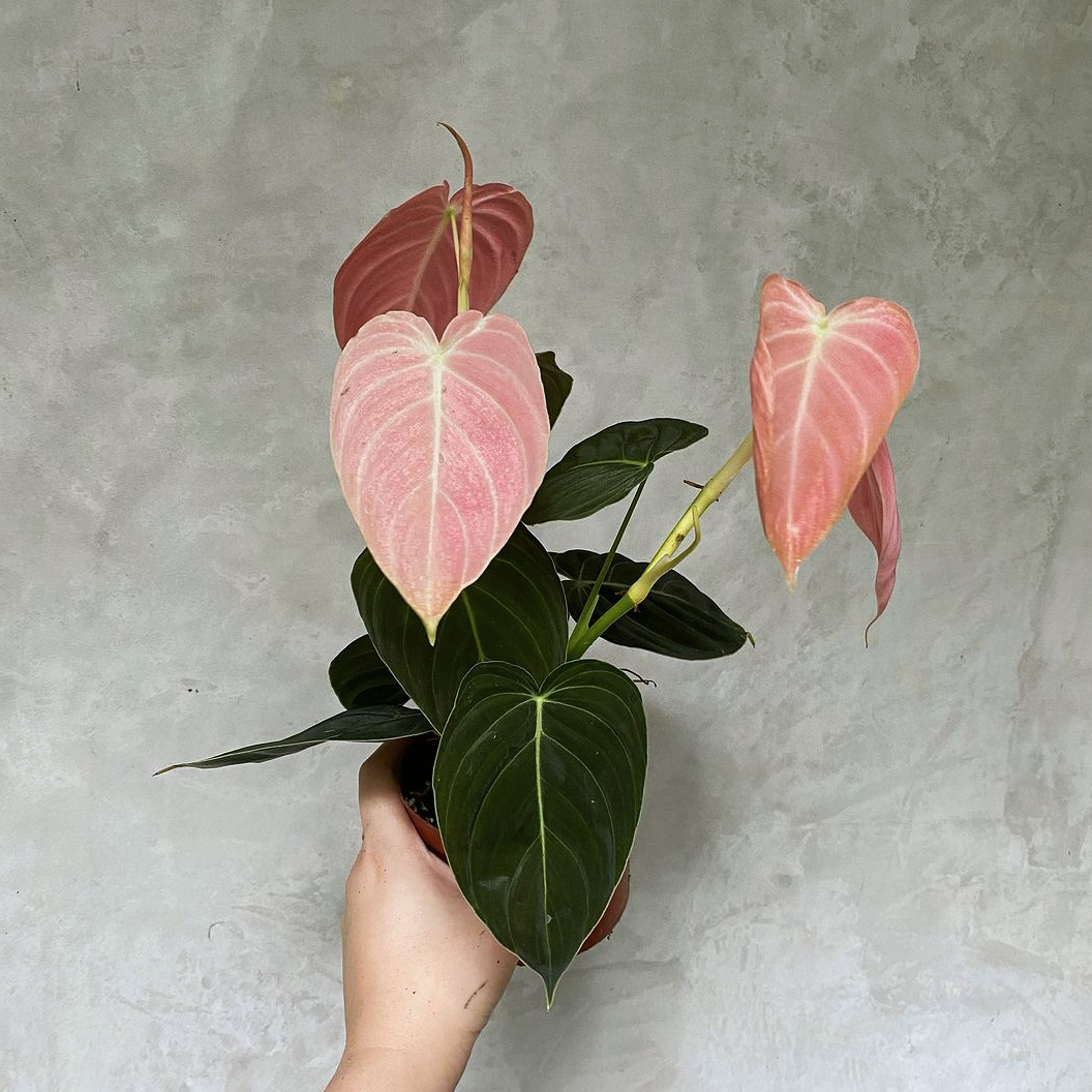 Philodendron Melanochrysum Pink For Sale | Philodendron Melanochrysum Pink Seeds