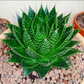 Aloe Aristata For Sale | Aloe Aristata Seeds