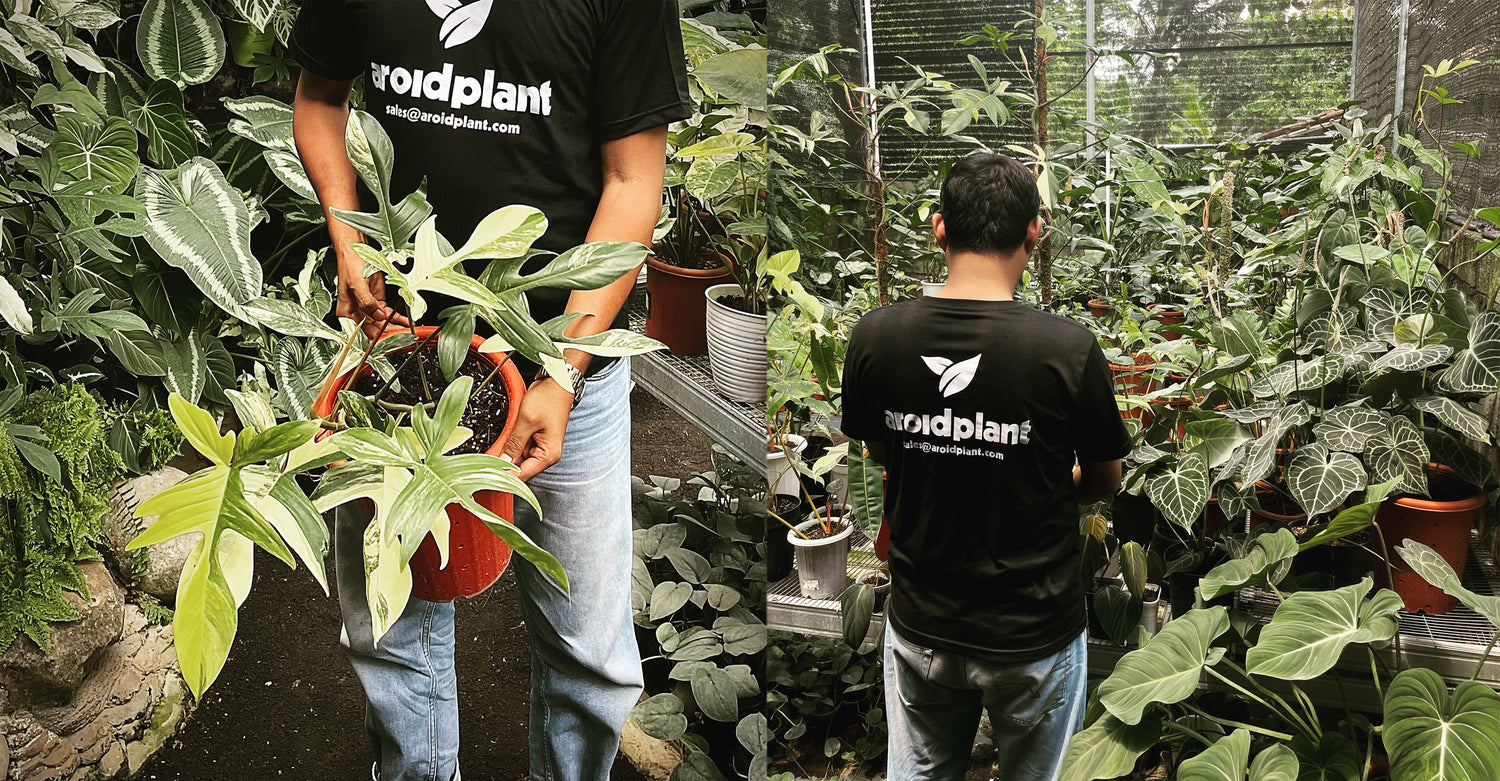 AROIDPLANT is an Indonesian plant seller. We sell various types of aroids tropical plants, indoor plants / house plants and rare plants at more affordable prices. 