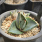 agave pumila for sale, agave pumila buy online, agave pumila price, agave pumila shop