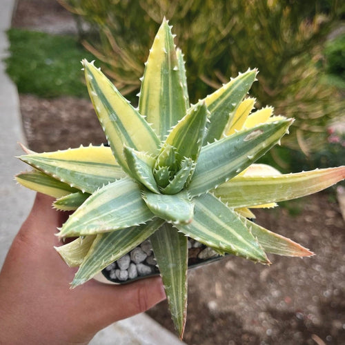 Aloe Brevifolia Variegata