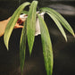 anthurium vittarifolium variegata for sale, anthurium vittarifolium variegata buy online, anthurium vittarifolium variegata price, anthurium vittarifolium variegata shop