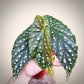 begonia maculata for sale, begonia maculata buy online, begonia maculata price, begonia maculata shop