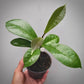 hoya albiflora for sale, hoya albiflora buy online, hoya albiflora price, hoya albiflora shop