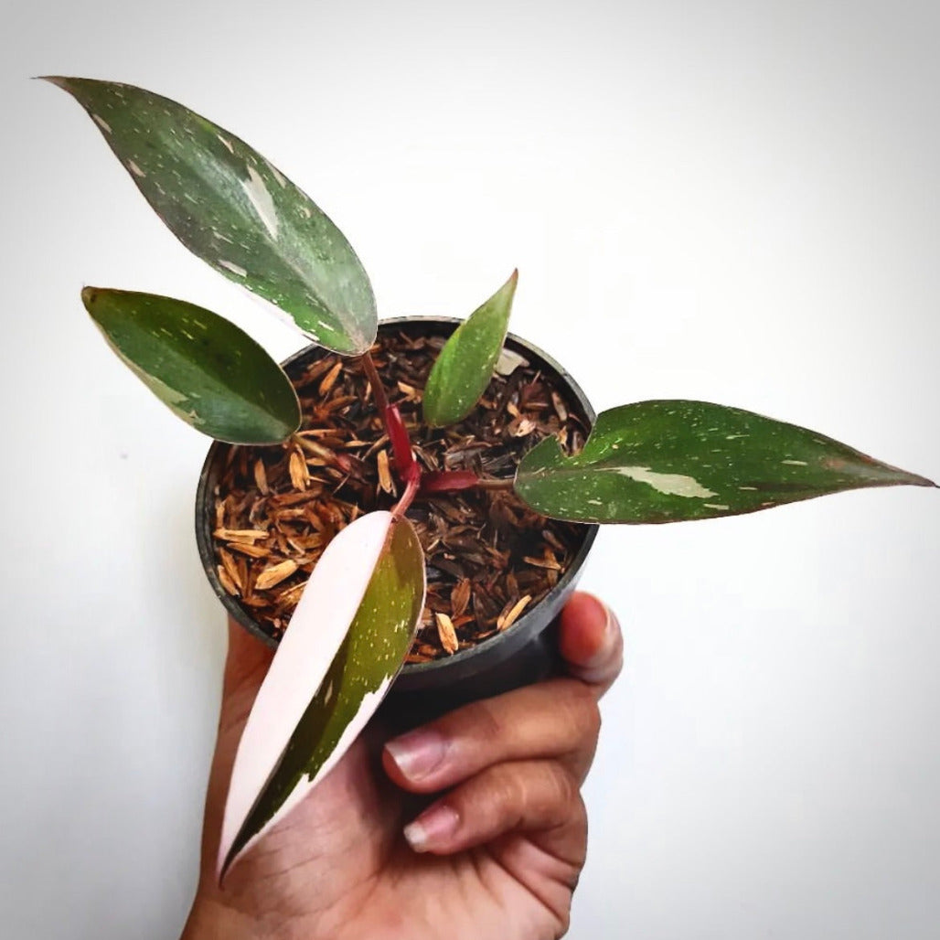 philodendron anderson for sale, philodendron anderson buy online, philodendron anderson price, philodendron anderson shop