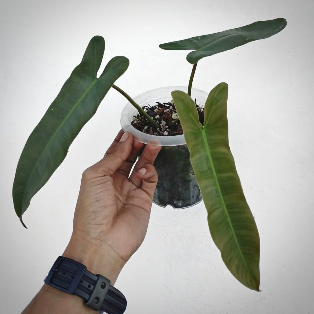 philodendron atabapoense for sale, philodendron atabapoense buy online, philodendron atabapoense price, philodendron atabapoense shop