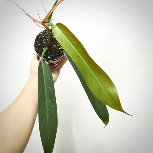 Philodendron Bicolor