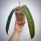 philodendron bicolor for sale, philodendron bicolor buy online, philodendron bicolor price, philodendron bicolor shop