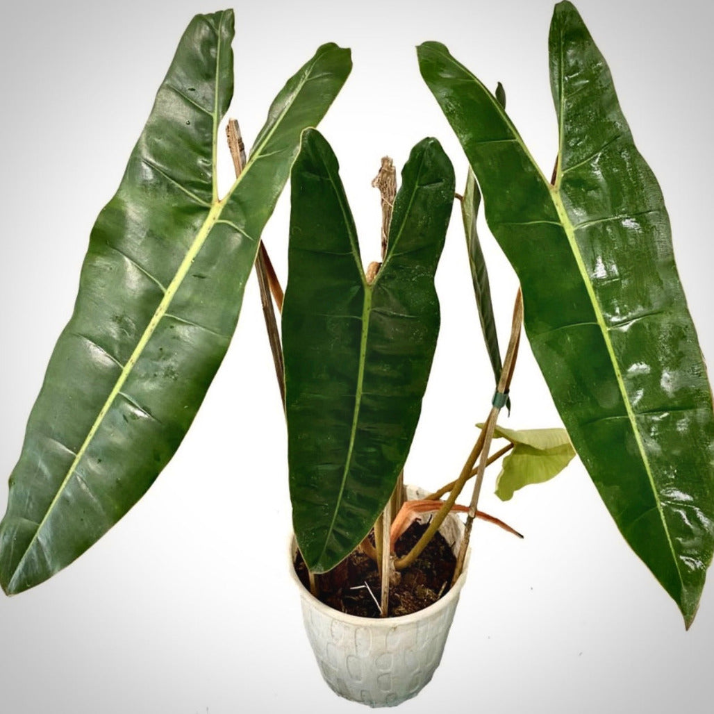 philodendron billietiae for sale, philodendron billietiae buy online, philodendron billietiae price, philodendron billietiae shop