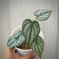 philodendron brandtianum for sale, philodendron brandtianum buy online, philodendron brandtianum price, philodendron brandtianum shop