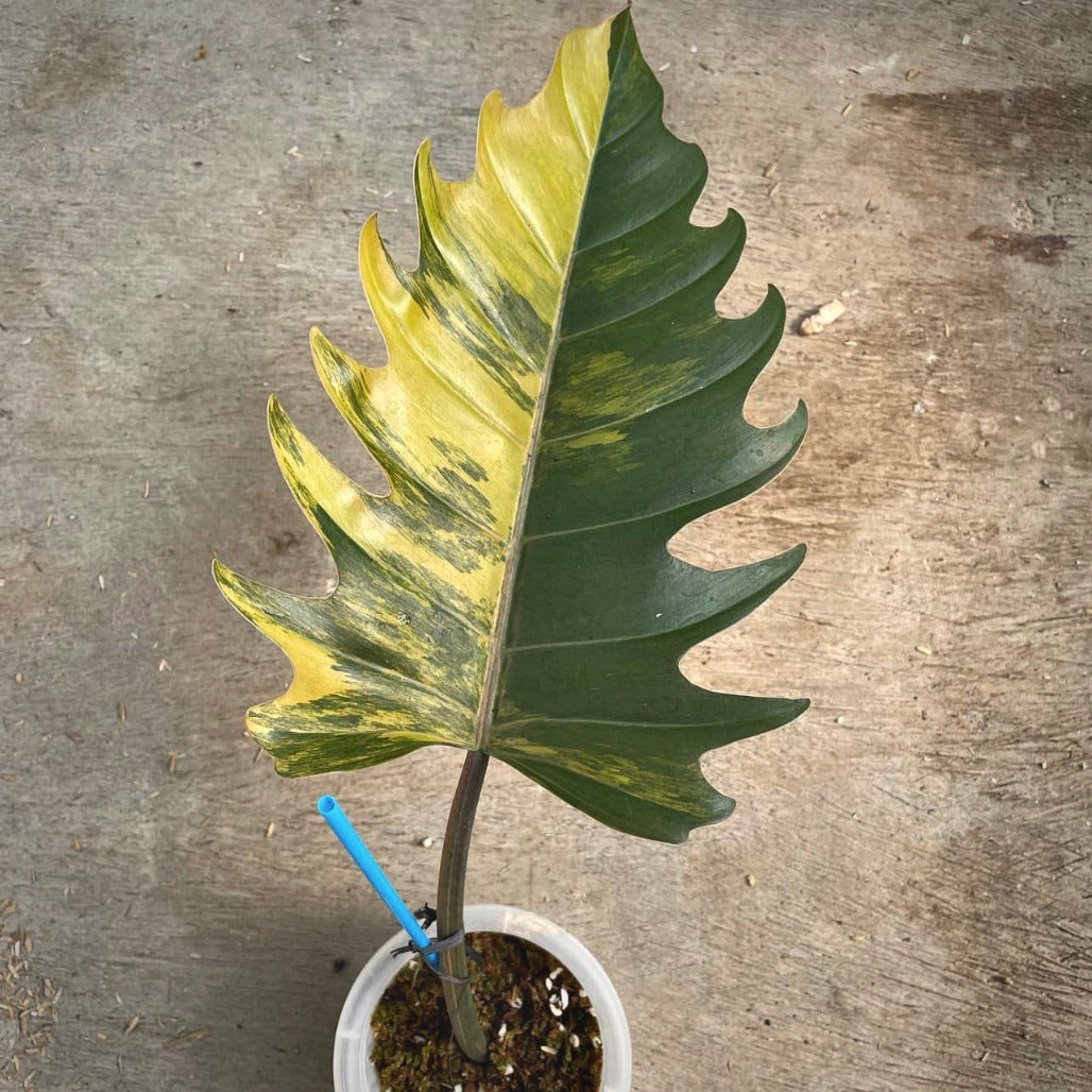 philodendron caramel marble variegata for sale, philodendron caramel marble variegata buy online, philodendron caramel marble variegata  price, philodendron caramel marble variegata shop