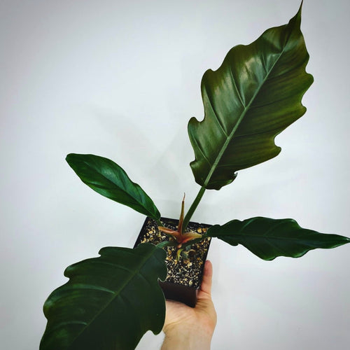 Philodendron Caramel