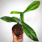 philodendron code for sale, philodendron code  buy online, philodendron code  price, philodendron code shop