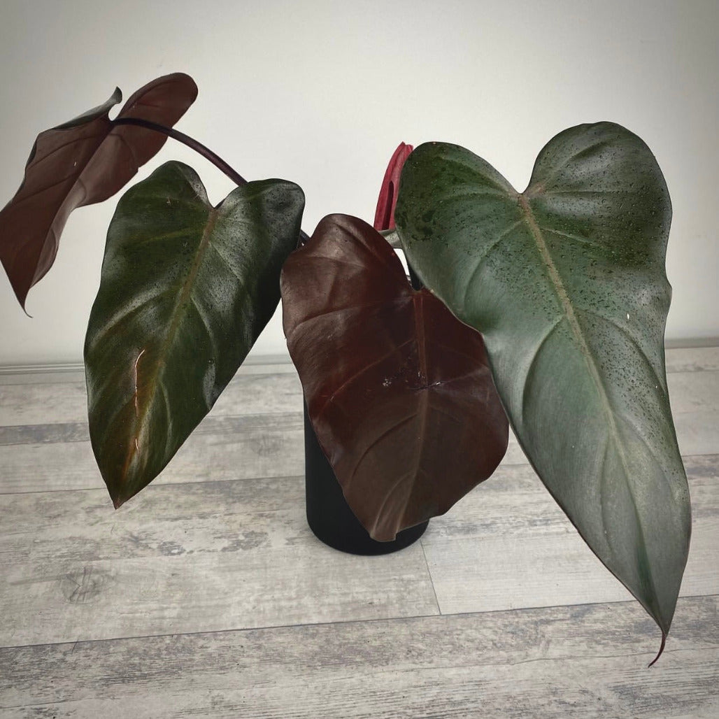 philodendron dark lord for sale, philodendron dark lord buy online, philodendron dark lord price, philodendron dark lord shop