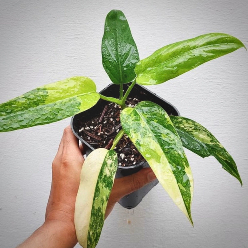 philodendron domesticum variegata for sale, philodendron domesticum variegata buy online, philodendron domesticum variegata price, philodendron domesticum variegata shop