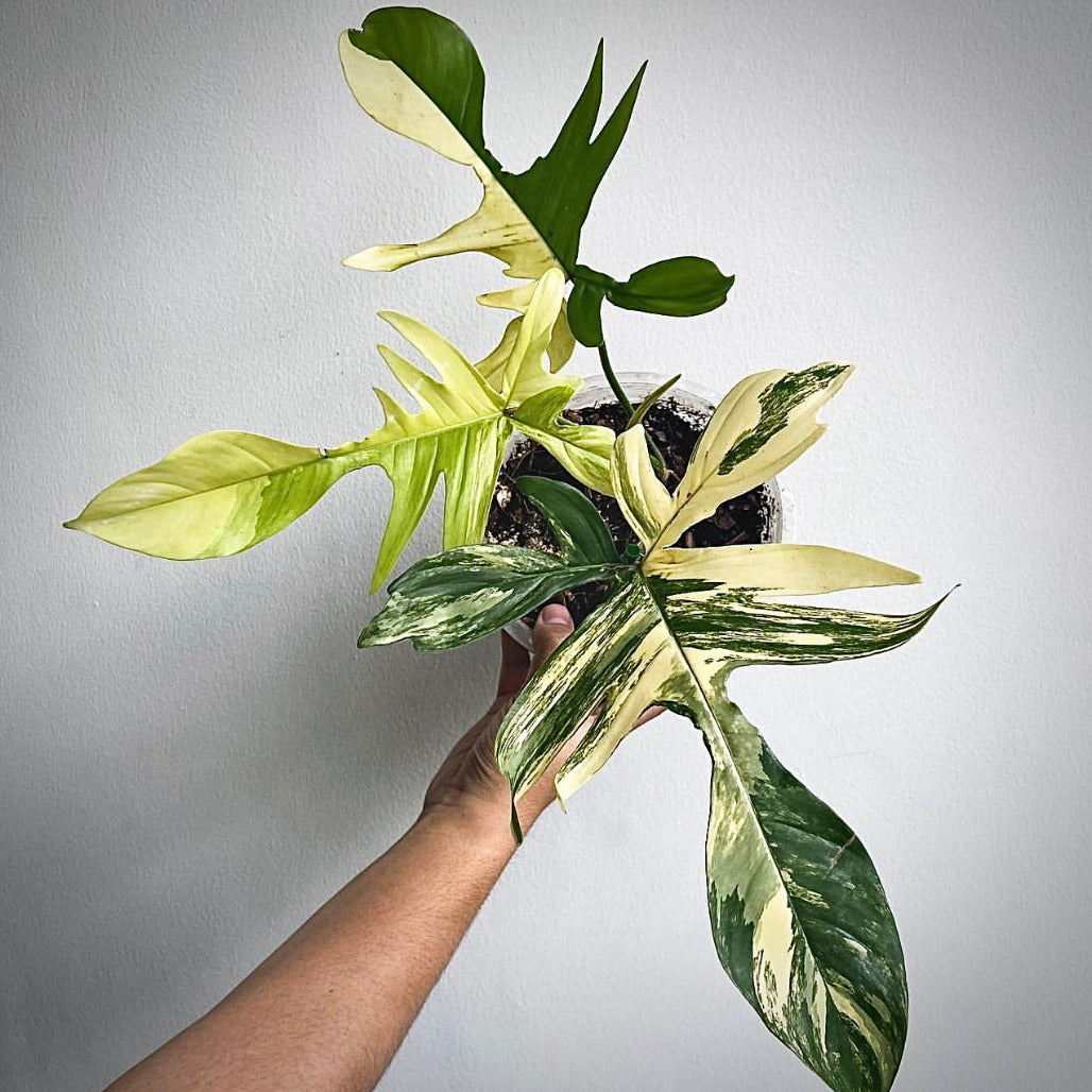 philodendron florida beauty variegata for sale, philodendron  florida beauty variegata buy online, philodendron florida beauty variegata price, philodendron  florida beauty variegata shop
