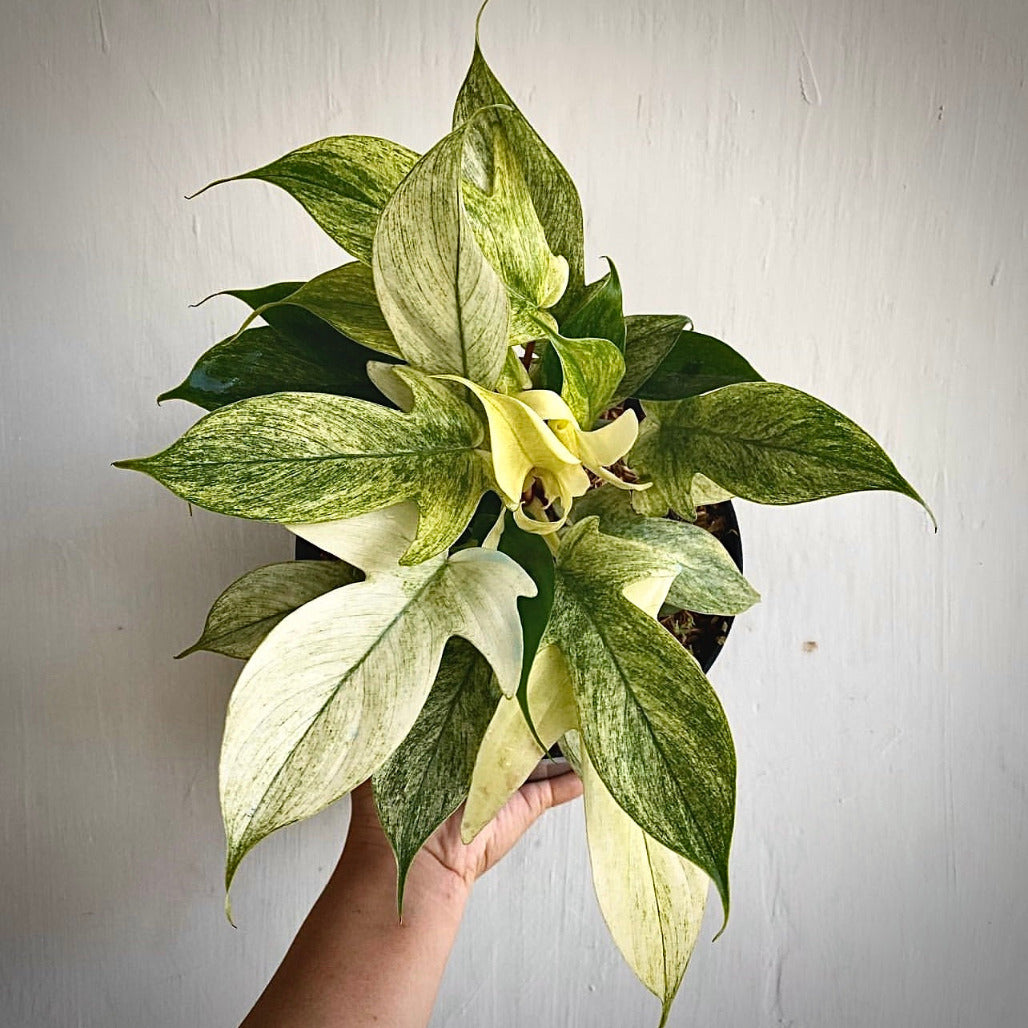 buy philodendron florida ghost mint online, philodendron florida ghost mint near me, wholesale philodendron florida ghost mint, philodendron florida ghost mint price, philodendron florida ghost mint supplier, philodendron florida ghost mint shop