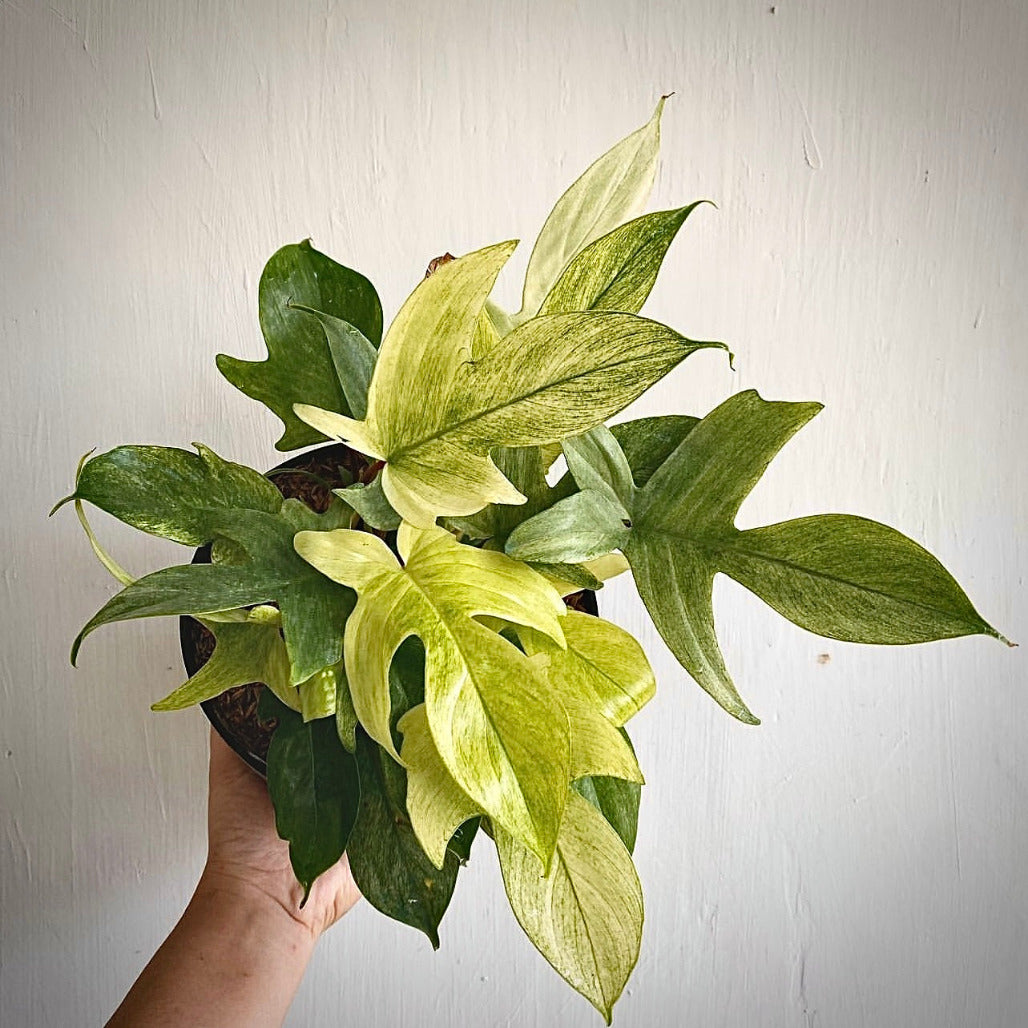 philodendron florida ghost mint for sale, philodendron florida ghost mint buy online, philodendron florida ghost mint price, philodendron florida ghost mint shop