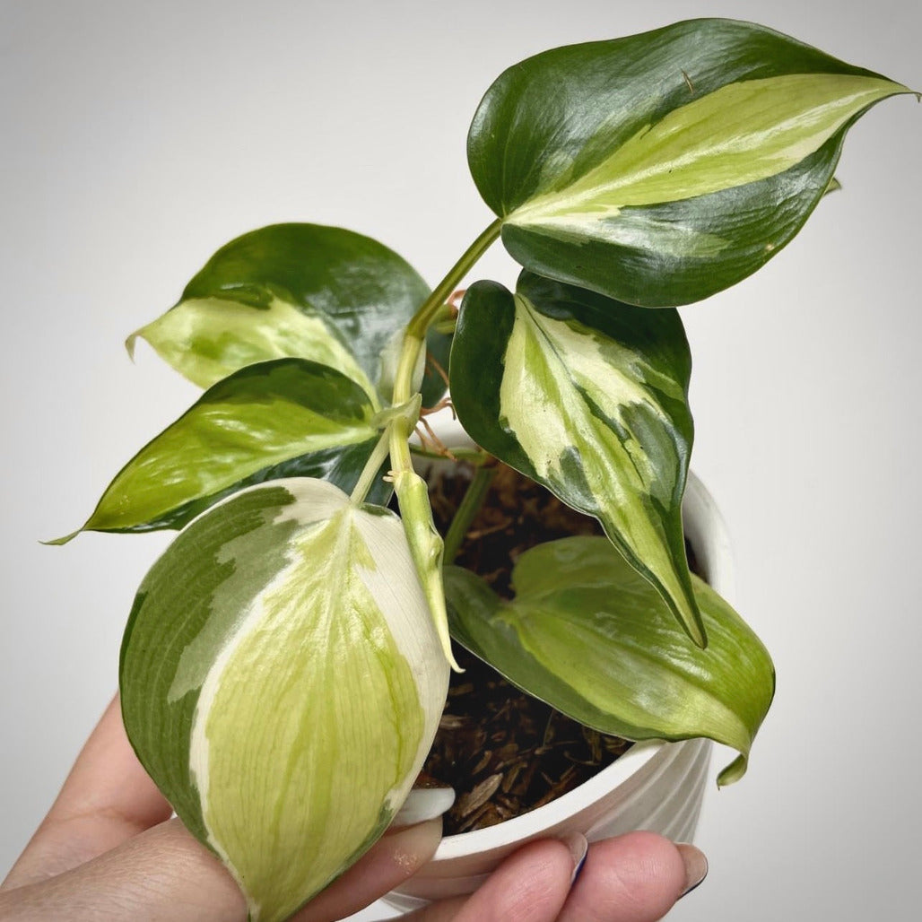 philodendron gabby for sale, philodendron gabby  buy online, philodendron gabby price, philodendron gabby  shop