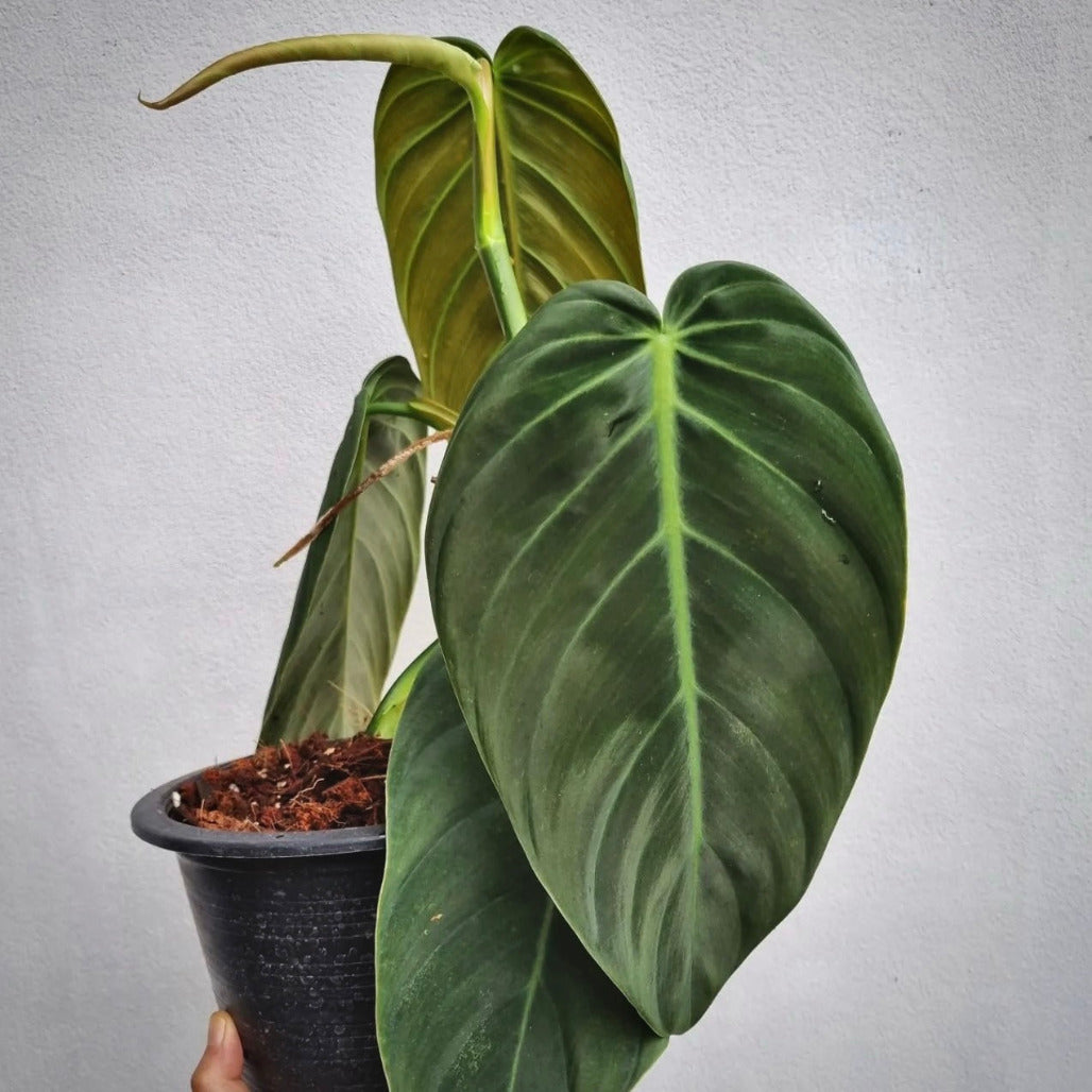 philodendron gigas for sale, philodendron gigas buy online, philodendron gigas price, philodendron gigas shop