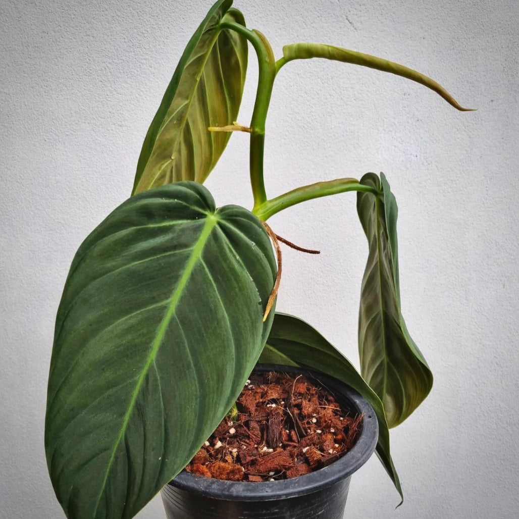 philodendron gigas for sale, philodendron gigas buy online, philodendron gigas price, philodendron gigas shop