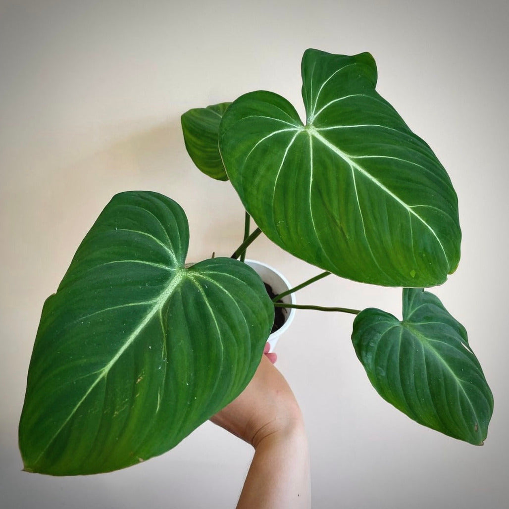 philodendron gloriosum for sale, philodendron gloriosum buy online, philodendron gloriosum price, philodendron gloriosum shop