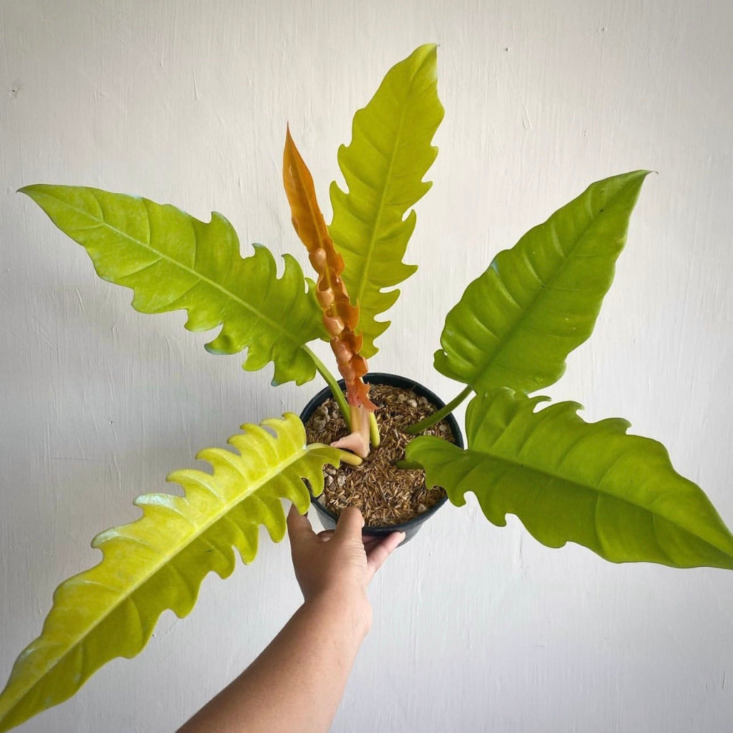 philodendron golden saw for sale, philodendron golden saw buy online, philodendron golden saw price, philodendron golden saw shop