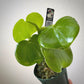 philodendron grazielae for sale, philodendron grazielae buy online, philodendron grazielae price, philodendron grazielae shop