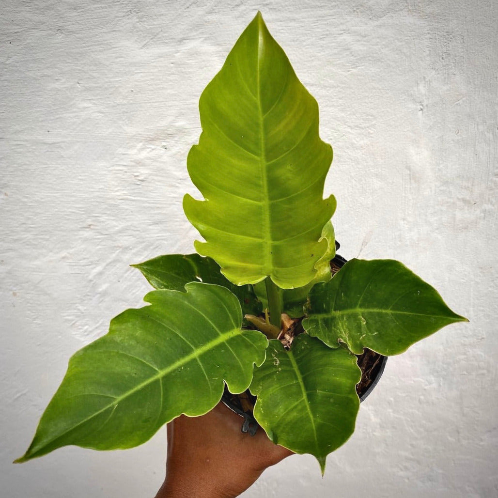 philodendron greenshaw for sale, philodendron greenshaw buy online, philodendron greenshaw price, philodendron greenshaw shop