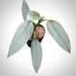 philodendron hastatum for sale, philodendron hastatum buy online, philodendron hastatum price, philodendron hastatum shop