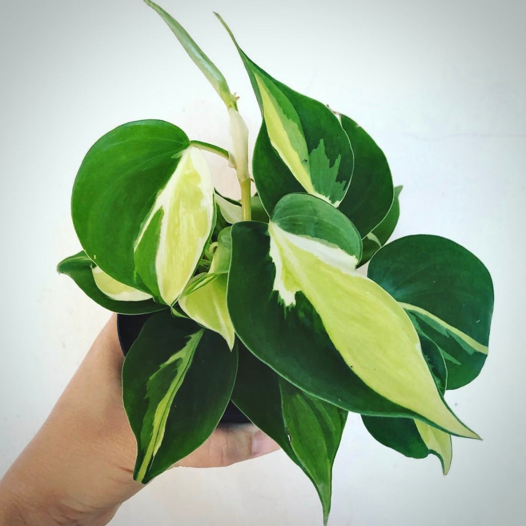 philodendron hederaceum brasil for sale, philodendron hederaceum brasil buy online, philodendron hederaceum brasil price, philodendron hederaceum brasil shop