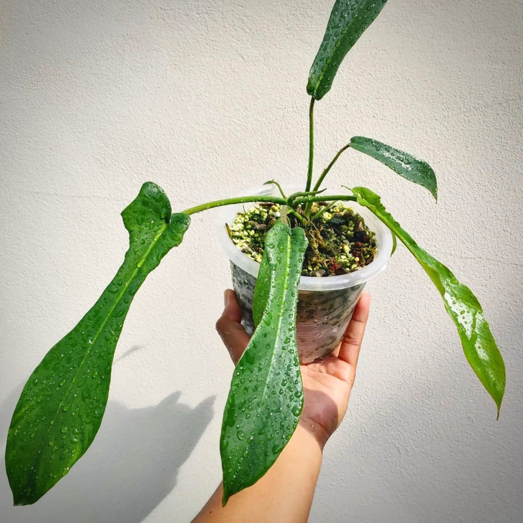 philodendron joepii for sale, philodendron joepii buy online, philodendron joepii price, philodendron joepii shop