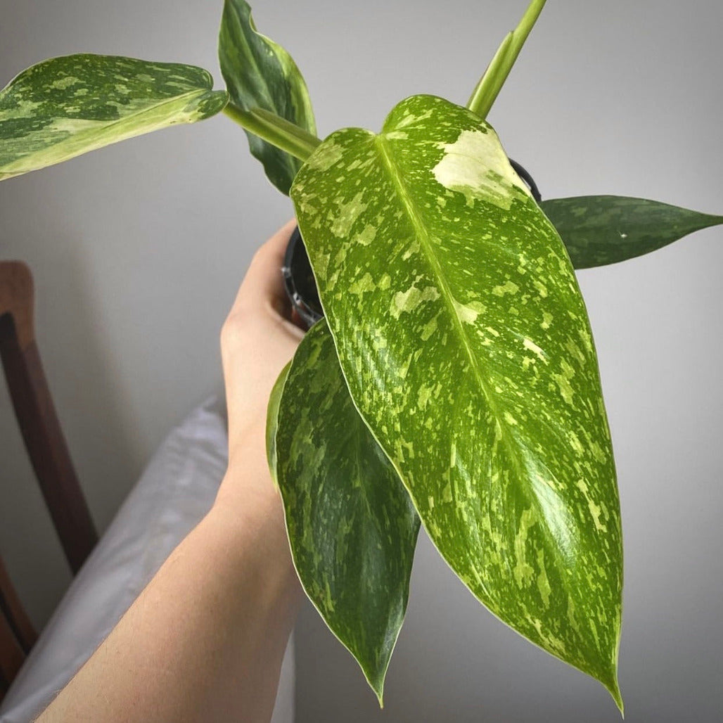 philodendron  jose buono for sale, philodendron  jose buono buy online, philodendron  jose buono price, philodendron  jose buono shop