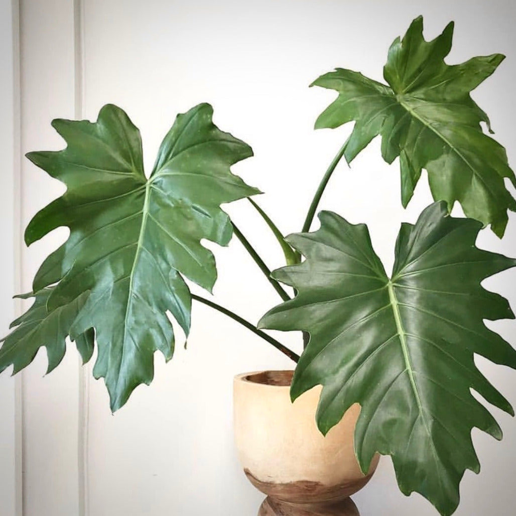 philodendron lacerum for sale, philodendron lacerum buy online, philodendron lacerum price, philodendron lacerum shop