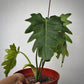 philodendron lacerum for sale, philodendron lacerum buy online, philodendron lacerum price, philodendron lacerum shop